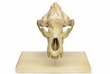 Fossil Upper Cave Bear (Ursus Spelaeus) Skull With Stand #227516-13